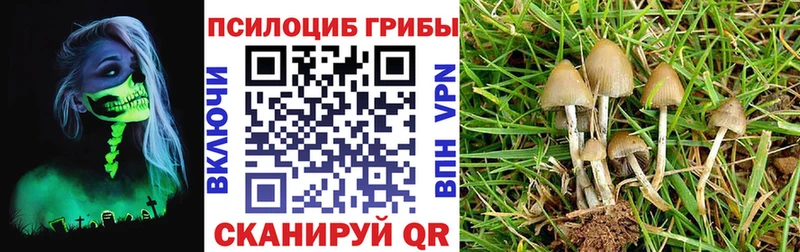 Псилоцибиновые грибы Magic Shrooms  omg ссылки  Питкяранта  как найти наркотики 